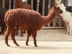 -昆明动物园