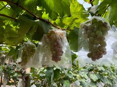 -马陆小张葡萄园农家乐