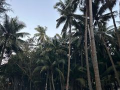 -东郊椰林