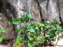 -九龙公园