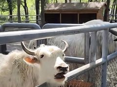 -长白岛森林公园