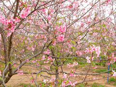 -天适樱花悠乐园