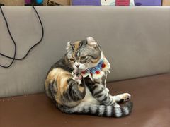 -MOCHA明星猫咖(田子坊店)