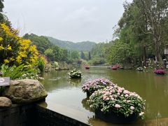 -深圳仙湖植物园