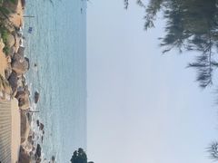 -广东惠东海龟国家级自然保护区