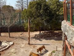 -上海野生动物园老虎餐厅