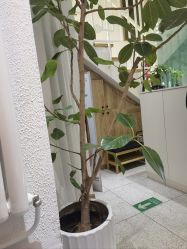-薇薇安花系SPA
