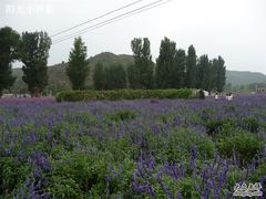 -紫海香堤香草艺术庄园