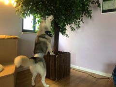 -Husky Go! 哈士奇体验馆·宠物咖啡厅狗咖