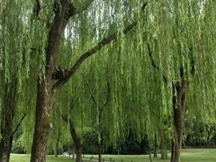 -柳浪闻莺公园