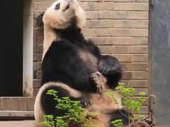 -都江堰中华大熊猫苑