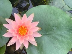 -广西壮族自治区药用植物园