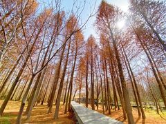 -溱湖国家湿地公园