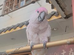 -大胡同天津菜·海肠捞饭·津门皮皮虾锅贴一绝(西姜井店)