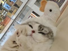 -三花喵·撸猫购宠·宠物生活馆(虹桥南丰城店)