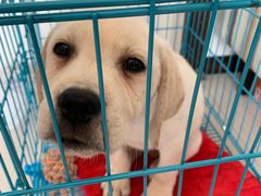 -翊宠yipet猫狗购宠庄园犬舍•猫舍