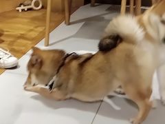 -柴务处·柴犬主题狗咖