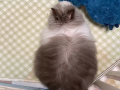 -北京观赏动物医院·24小时大型综合·猫专科·异宠专科