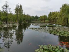 -池杉湖湿地公园