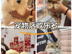 -翊宠yipet猫狗购宠庄园犬舍•猫舍