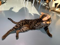 -豆逗聊愈猫阁Easy Life