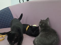 -北京观赏动物医院·24小时大型综合·猫专科·异宠专科