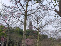 -顺峰山公园