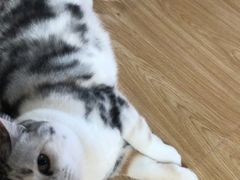 -猫和宫(六道口店)