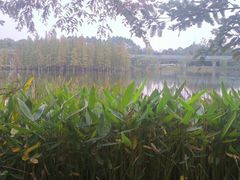 -白鹭湾湿地公园