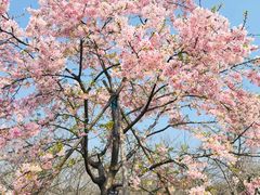 -武汉大学-樱园