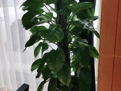 -解家河南菜(商鼎路店)