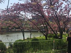-嘉定紫藤园