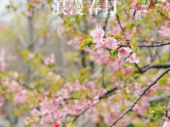 -顾村公园