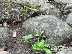 -石台牯牛降景区