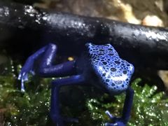 -暹罗海洋世界