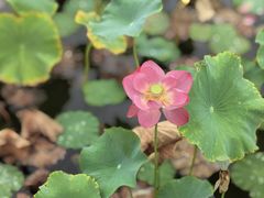 -木塔寺遗址生态公园