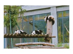 -都江堰中华大熊猫苑