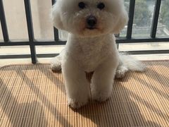 -瑞鹏宠物医院·超声·骨科·奇麟分院(蜀都万达店)