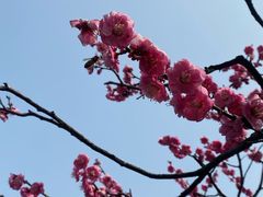 -红梅公园