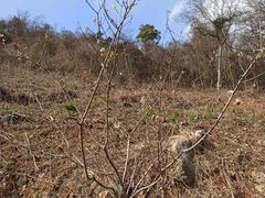 -南京老山国家森林公园