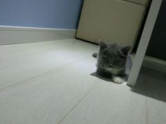 -喵的天空名猫咖啡馆·撸猫·猫舍·用品