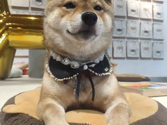 -柴务处·柴犬主题狗咖