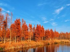 -溱湖国家湿地公园