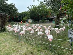 -广州长隆飞鸟乐园