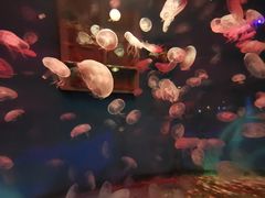 -大连圣亚海洋世界