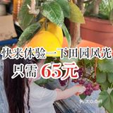 快来体验一下田园风光，只需65元。