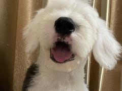 -萌兽医馆·宠物医院·猫骨科(创景店)