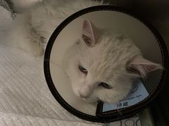 -喜多萌中农锦绣动物医院24H·猫科·牙科MRI·CT