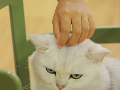 -猫小院猫主题餐厅(南锣旗舰店)