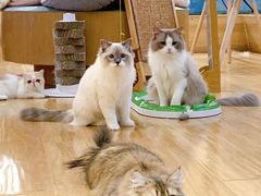 -滚猫咖啡·猫咖·猫友好撸猫(未来城店)